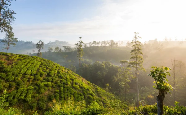 Зеленые Природные Ландшафты Чайная Плантация Шри Ланке — стоковое фото