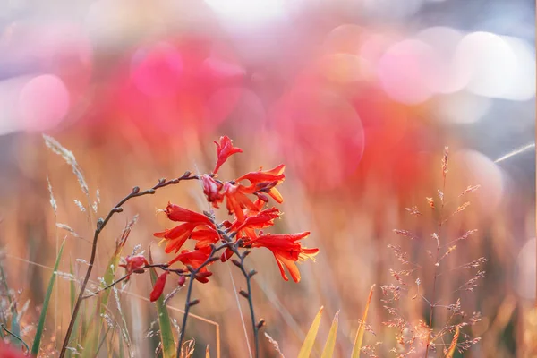 Divoké Květiny Letní Louce — Stock fotografie