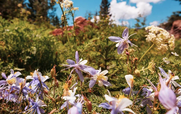 Vilda Blommor Sommaräng — Stockfoto