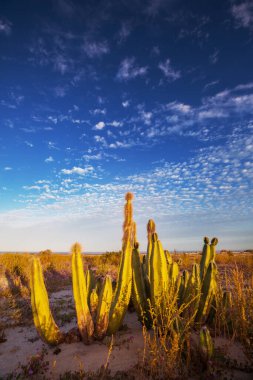 Meksika, Baja California 'daki Kaktüs tarlaları