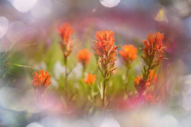 Çiçek çayırında güneşli bir gün. Güzel doğal arka plan. Doğadaki yabani bitkiler.