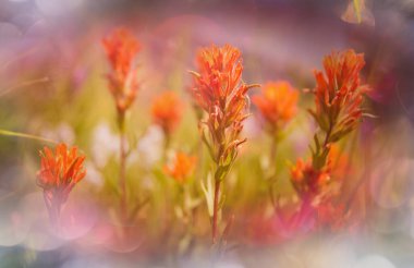 Çiçek çayırında güneşli bir gün. Güzel doğal arka plan. Doğadaki yabani bitkiler.