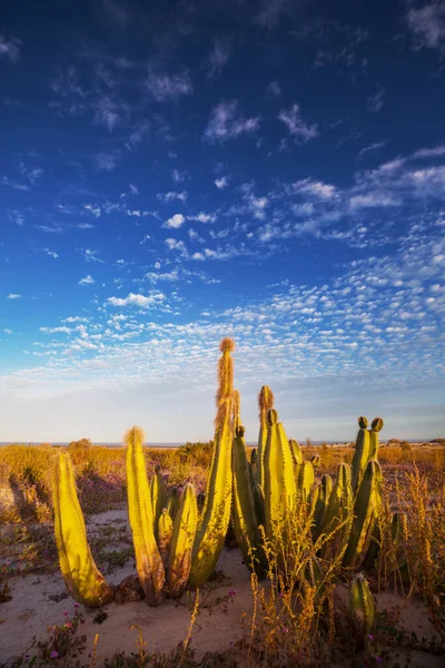 Kaktusfält Mexiko Baja Kalifornien — Stockfoto