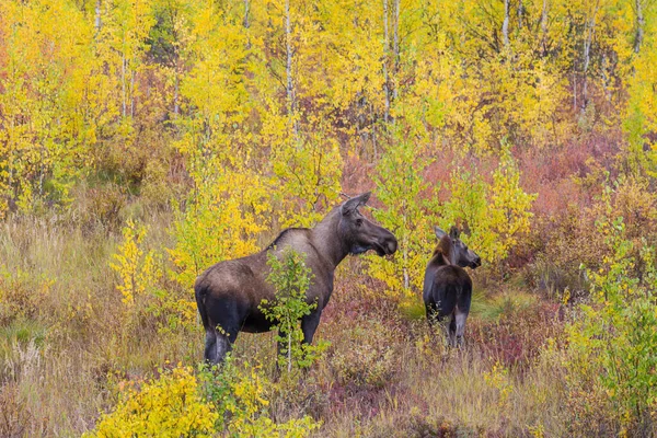 Moose Lake Wildlife Nature Usa — Stock Photo, Image