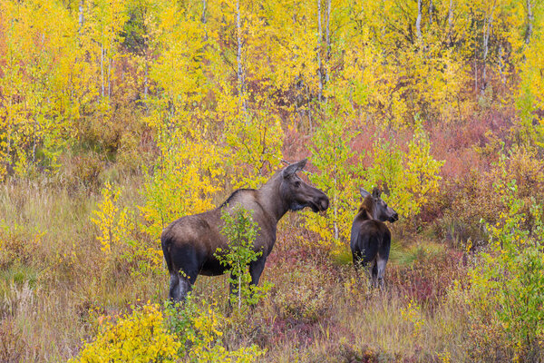 Moose in the lake.  Wildlife nature in USA.
