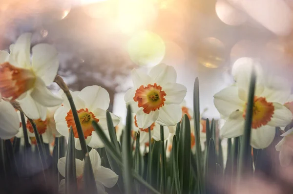 Bahar Mevsiminde Narcissus Çiçekleri — Stok fotoğraf