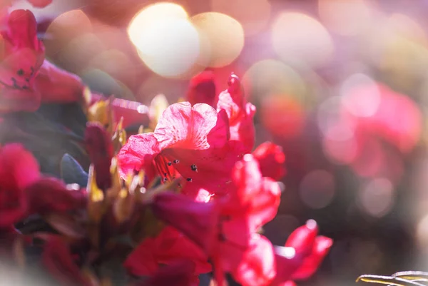 Рододендрон Ботаническом Саду Весной — стоковое фото