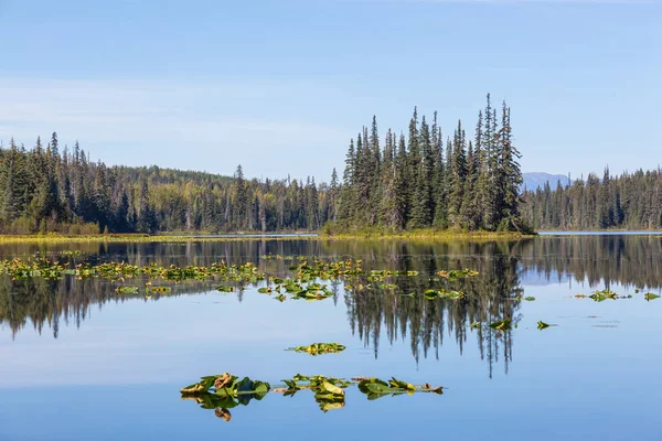 Břeh Jezera Letní Sezóně Úsvitu — Stock fotografie