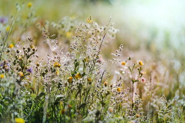 Słoneczny Dzień Łące Kwiatów Piękne Naturalne Tło Dzikie Rośliny Przyrodzie — Zdjęcie stockowe