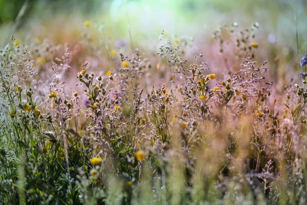 Çiçek Çayırında Güneşli Bir Gün Güzel Doğal Arka Plan Doğadaki — Stok fotoğraf