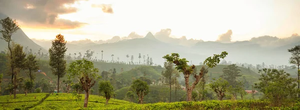Zielone Krajobrazy Naturalne Plantacja Herbaty Sri Lance — Zdjęcie stockowe