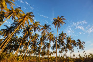 Tropikal adada palmiye fidanı