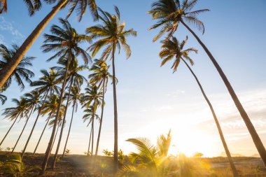 Tropikal adada palmiye fidanı