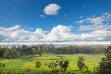 Tayland pirinç alan gün batımında