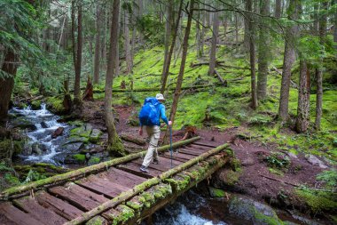 Yeşil ormanda, nehirden geçen tahta köprü.