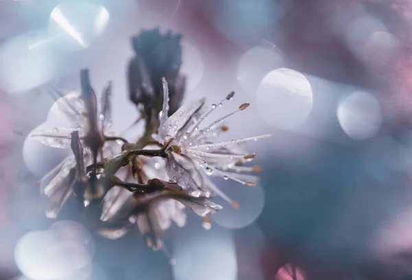 Arbre Fleurs Dans Jardin Printemps Contexte Conceptuel Printemps — Photo