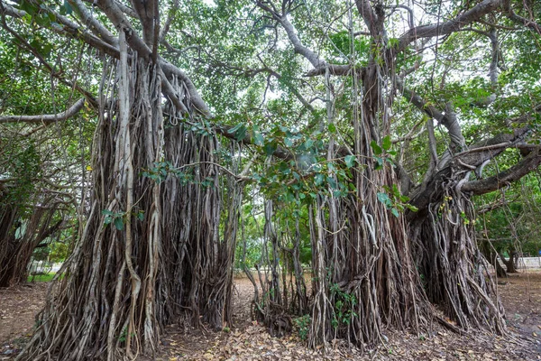 Μεγάλο Δέντρο Banyan Στη Σρι Λάνκα — Φωτογραφία Αρχείου