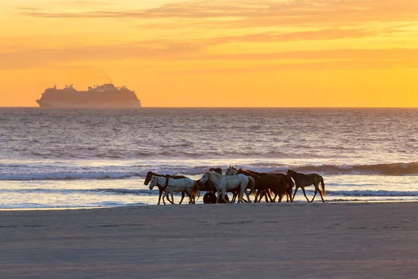 Cavalos Praia Oceano Pôr Sol — Fotografia de Stock