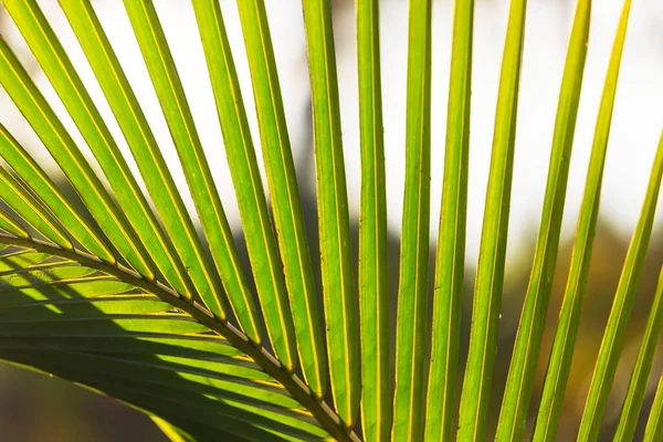 Green Palm Leaves Sunset Background — Stock Photo, Image