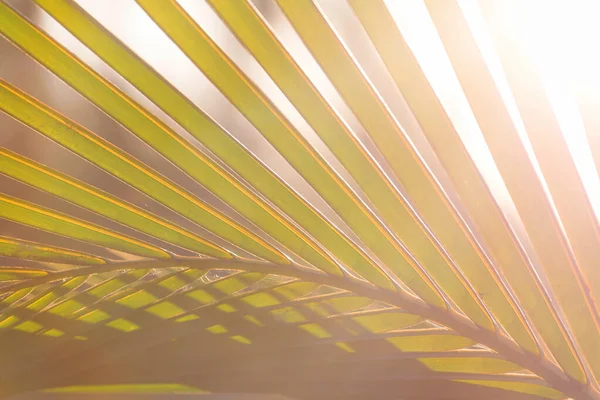 日落背景下的绿色棕榈叶 — 图库照片