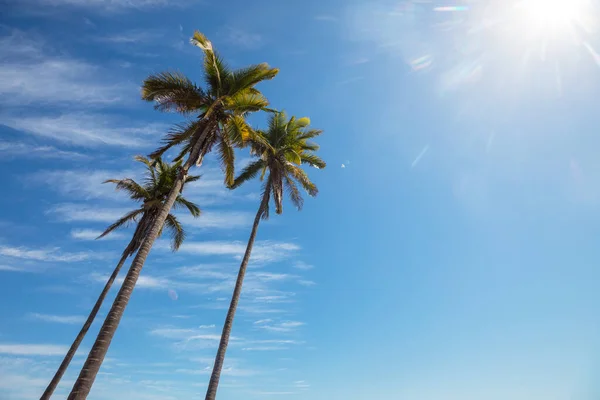 Tropikal Adada Palmiye Fidanı — Stok fotoğraf