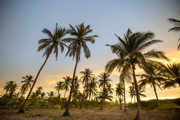 Palmová Plantáž Tropickém Ostrově — Stock fotografie