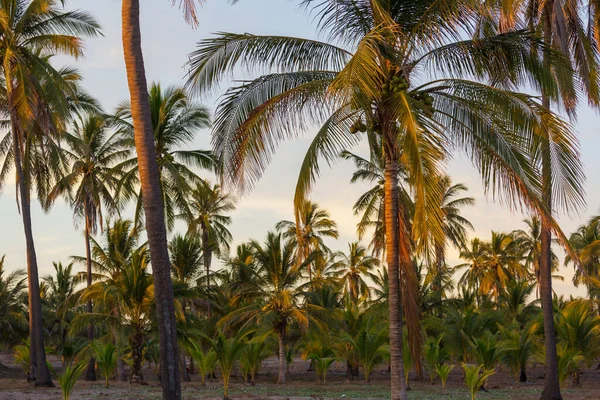 Piantagione Palme Sull Isola Tropicale — Foto Stock