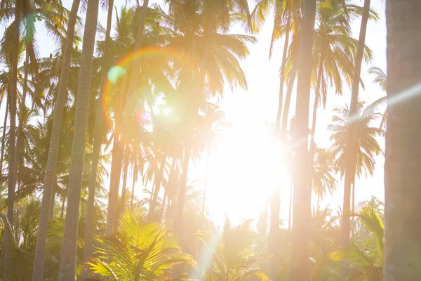 Palmová Plantáž Tropickém Ostrově — Stock fotografie