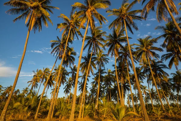 Плантация Пальм Тропическом Острове — стоковое фото