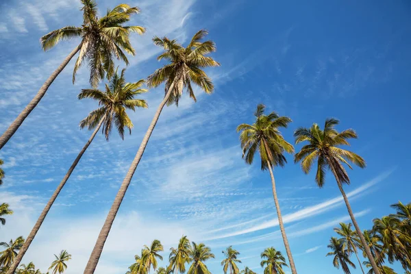 Palmplantage Tropiska Öar — Stockfoto