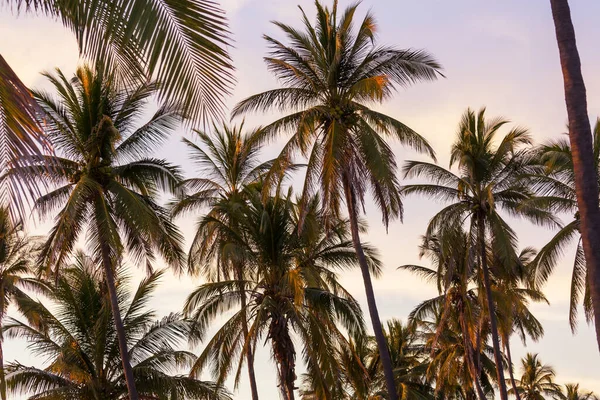 Palm Plantation Tropical Island — Stock Photo, Image