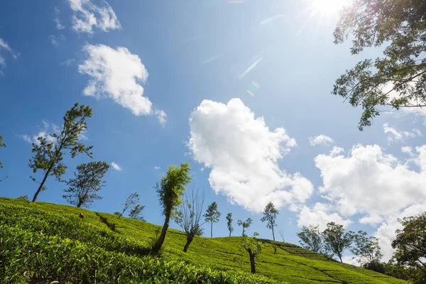 Sri Lanka Yeşil Doğal Manzara Çay Çiftliği — Stok fotoğraf