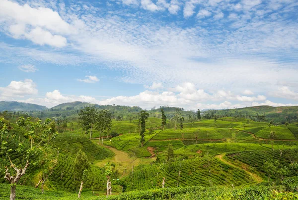Paysages Naturels Verts Plantation Thé Sur Sri Lanka — Photo