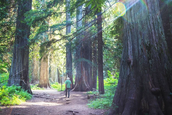 男は森の中のトレイルをハイキングします 自然レジャーハイキング旅行屋外 — ストック写真