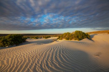 Grass in the sand desert
