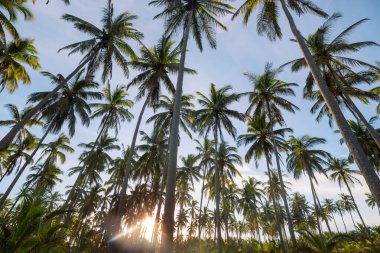 Tropikal adada palmiye fidanı