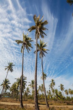 Tropikal adada palmiye fidanı