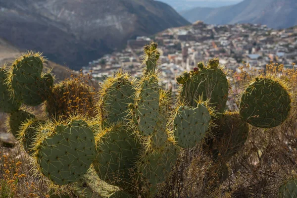 Kaktusz Mezők Mexikóban Baja Kalifornia — Stock Fotó