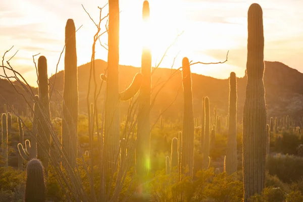 Cactus Field Mountains Arizona Estados Unidos — Foto de Stock