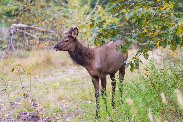 Mountain Bull Elk Colorado Usa — Zdjęcie stockowe