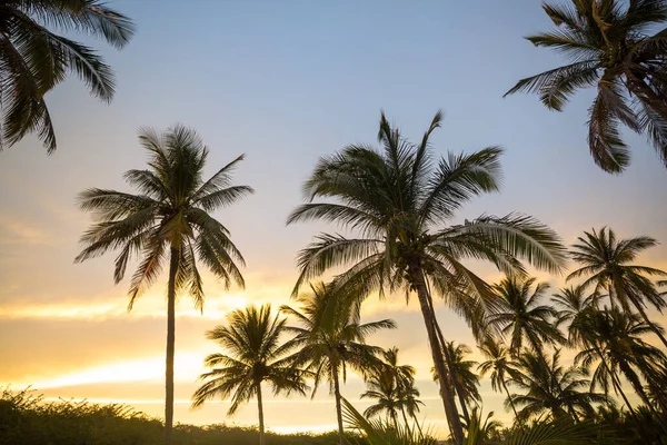 Плантація Пальми Тропічному Острові — стокове фото