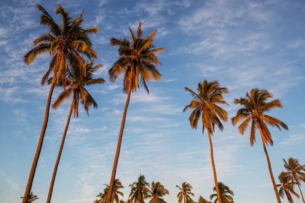 Palmenplantage Auf Tropischer Insel — Stockfoto
