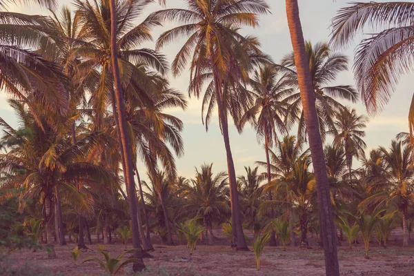 Palmplantage Tropiska Öar — Stockfoto