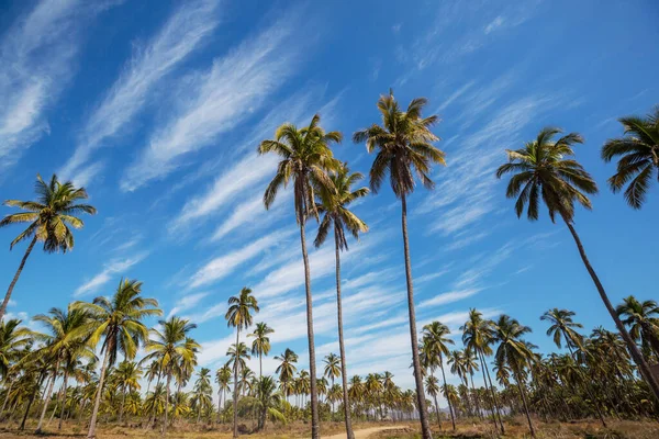 Плантація Пальми Тропічному Острові — стокове фото