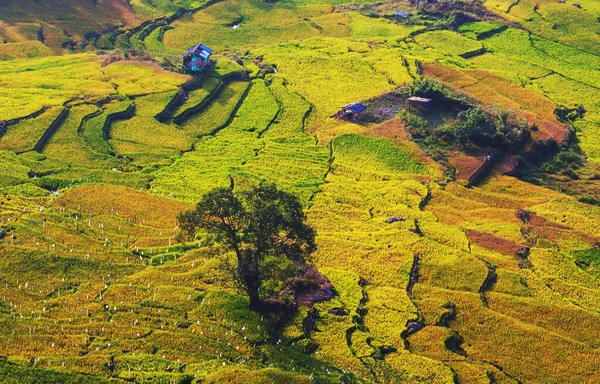 Zelená Přírodní Krajina Rýžová Pole Srí Lance — Stock fotografie