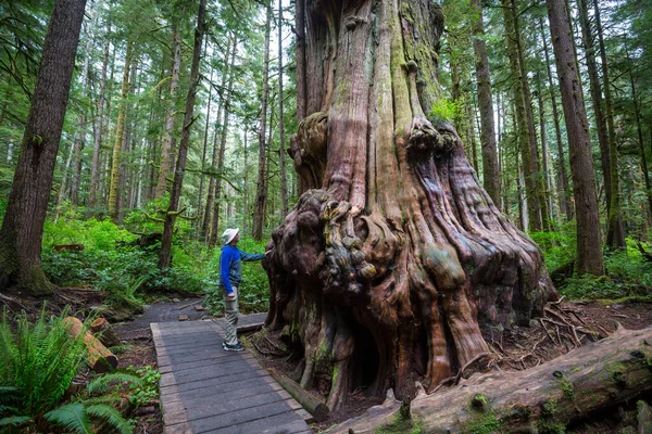 Bajeczny Las Deszczowy Drzewa Pokryte Grubą Warstwą Mchu — Zdjęcie stockowe