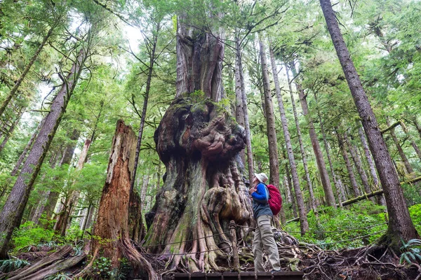 Báječný Deštný Les Stromy Pokryté Silnou Vrstvou Mechu — Stock fotografie