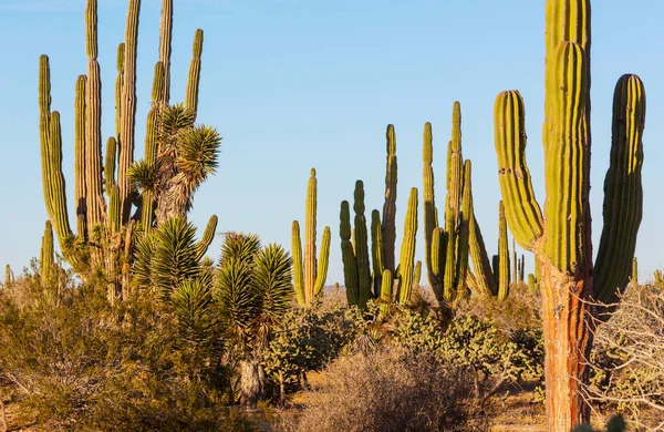 Kaktusfält Mexiko Baja Kalifornien — Stockfoto