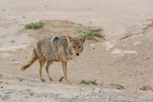 Coyote Closeup Desert — Stok fotoğraf