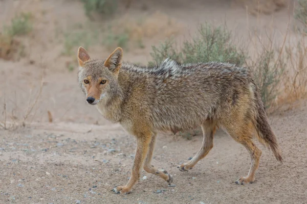 Coyote Closeup Στην Έρημο — Φωτογραφία Αρχείου
